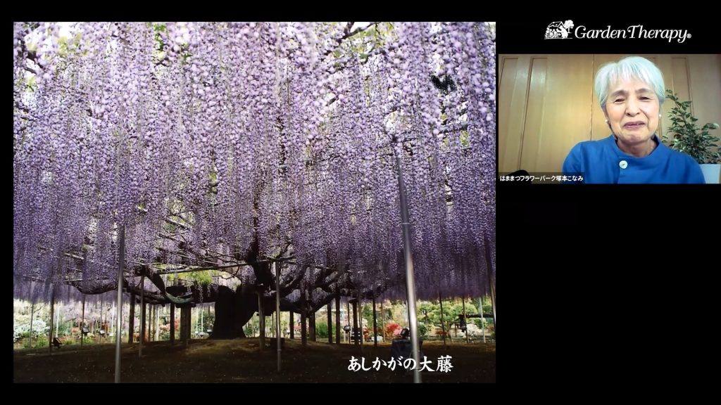 あしかがフラワーパークへ移植した大藤